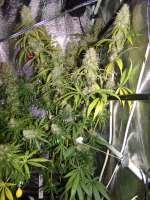 Imagen de hemp47 (Jack Herer)