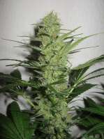 Imagen de admin (Jack Herer)