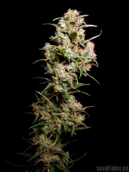 Sensi Seeds Marleys Collie