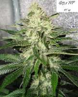 Imagen de Mitsuharu (Mr Nice G13 X Hash Plant)