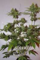 Imagen de hempi (Northern Lights Nr5 X Haze)