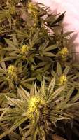 Imagen de hoppmann (Northern Lights Nr5 X Haze)