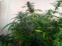 Imagen de KiefKingdom (Northern Lights Nr5 X Haze)