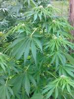 Imagen de hemp47 (Ruderalis Indica)