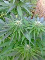 Imagen de hemp47 (Ruderalis Indica)