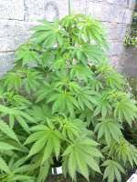 Imagen de hemp47 (Ruderalis Indica)