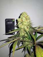 Sensi Seeds Screwdriver OG - photo réalisée par DerDepressive