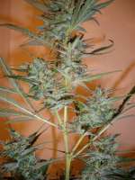 Imagen de merlin (Silver Haze Nr9)