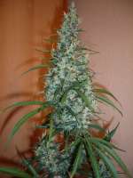 Imagen de merlin (Silver Haze Nr9)