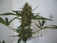 Imagen de merlin (Silver Haze Nr9)