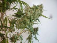 Imagen de merlin (Silver Haze Nr9)