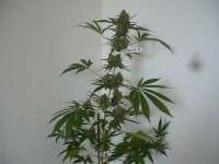 Imagen de merlin (Silver Haze Nr9)