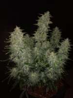 Sensi Seeds Sticky Orange XXL Automatic - photo réalisée par Watcheck