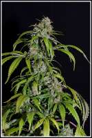 Imagen de admin (Super Skunk)