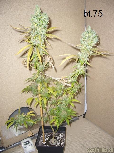 Sensi Seeds Super Skunk