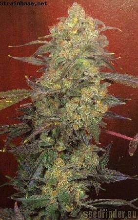 Serious Seeds AK47