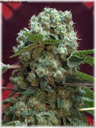 Serious Seeds AK47