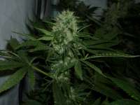 Imagen de ninja (AK47)