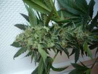 Imagen de merlin (Serious Kush)