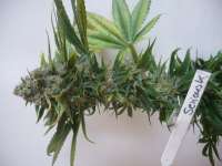 Imagen de merlin (Serious Kush)