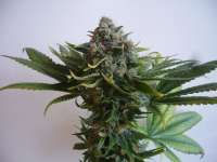 Imagen de merlin (Serious Kush)