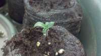 Imagen de cannaseeds (White Russian)