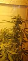 Imagen de Weed420Haze (White Russian)