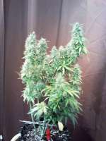 Imagen de sunny2 (White Russian Autoflowering Nr1)