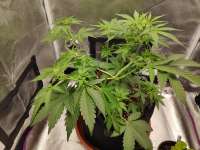 Imagen de Probiotic (Auto Gorilla Shizzle)