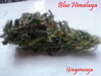 Imagen de Gingerninja (Blue Himalaya)