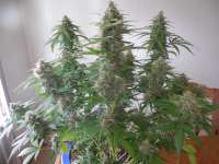 Imagen de frankfaux (Himalaya Blue Diesel)