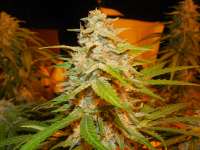 Imagen de frankfaux (Himalaya Blue Diesel)