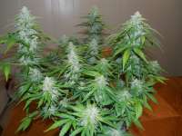 Imagen de frankfaux (Himalaya Blue Diesel)