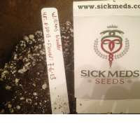 SickMeds Seeds William's Wonder - photo réalisée par MedicalMattAK