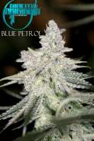 Sin City Seeds Blue Petrol - photo réalisée par mgpawn