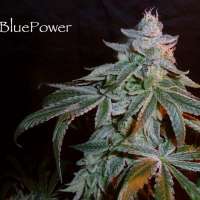 Sin City Seeds Blue Power F2 - photo réalisée par admin