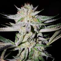 Sin City Seeds NightFire OG - photo réalisée par admin