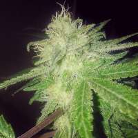 Imagen de OGchema (Sage N Sour OG)