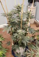 Skunk House Genetics Tangie Cookie Burger - photo réalisée par 420meowmeowmeow