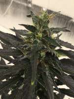 SnowHigh Seeds Devils Tit - photo réalisée par CaptainMonkeynuts