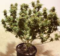 SnowHigh Seeds Grape Krush F3 - photo réalisée par BOBNTRISH