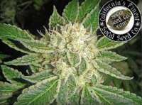 SoCal Seed Collective Double Platinum - photo réalisée par webdonkey