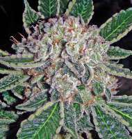 SoCal Seed Collective Triple Platinum - photo réalisée par webdonkey