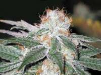 Soma Seeds White Light - photo réalisée par djdank