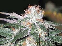 Soma Seeds White Light