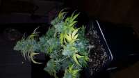 Imagen de oggbell (Blueberry Auto)