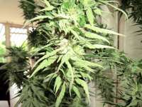 Imagen de ficky [Blue Medi Kush]