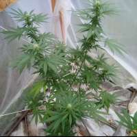 Imagen de bigsexygrows (CBD Medi Kush)