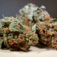 Imagen de PNWHerbalist (CBD Spliff Berry)