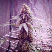 Spliff Seeds CBD Spliff Berry - photo réalisée par PNWHerbalist